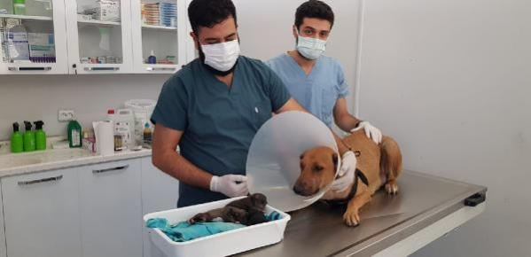 Acil servisin önüne geldi veteriner doğum yaptırdı